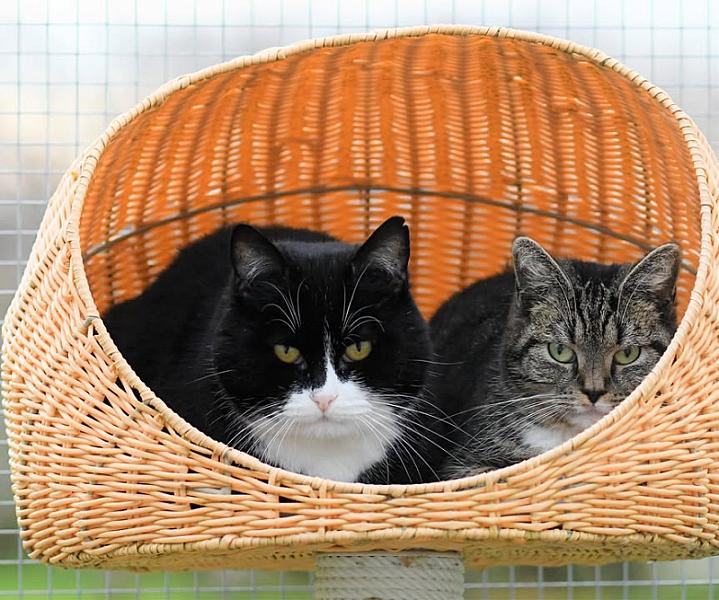 Kattenpraat