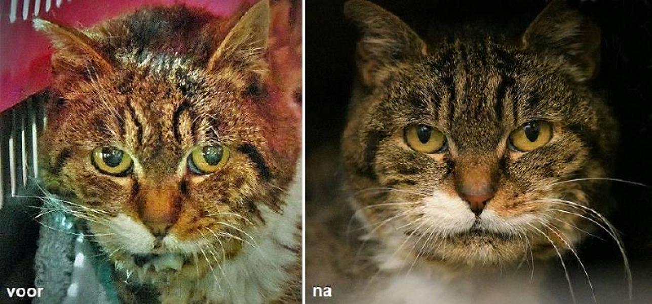 Kattenpraat