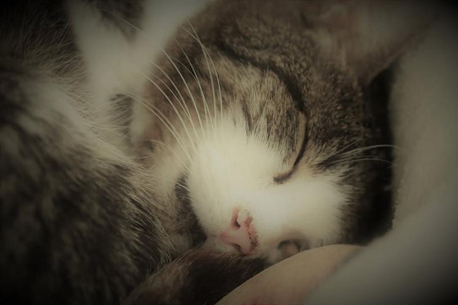 Kattenpraat