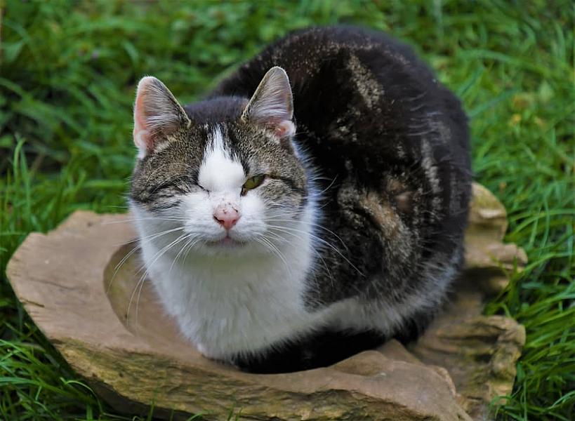 Kattenpraat