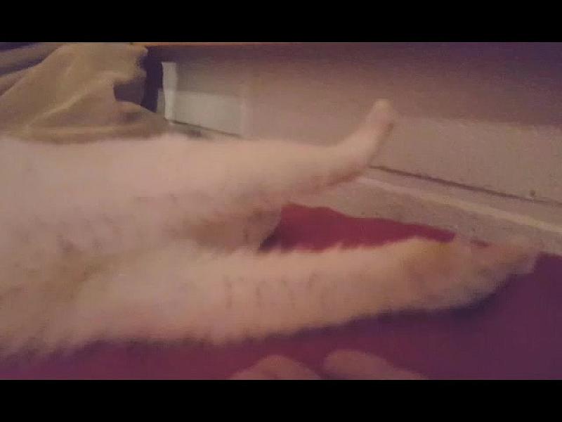 Kattenpraat
