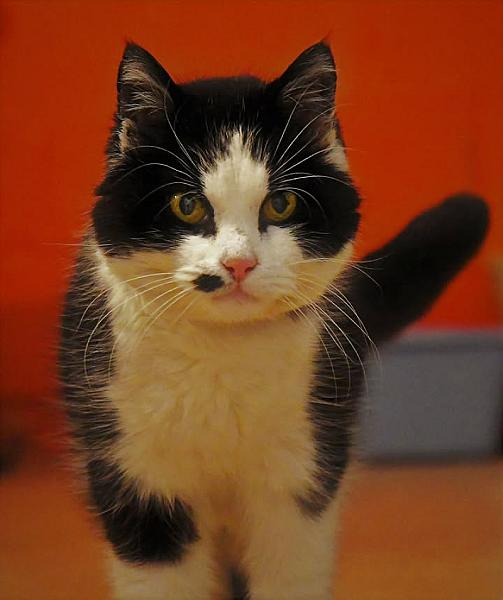 Kattenpraat