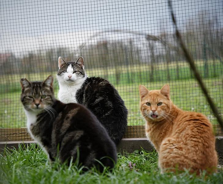 Kattenpraat