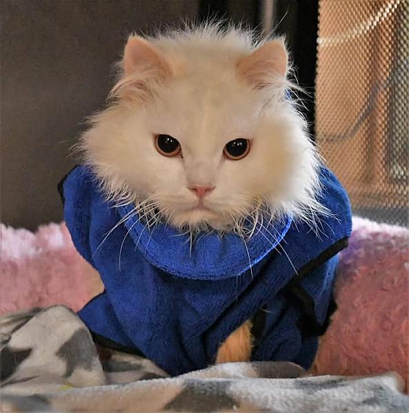 Kattenpraat