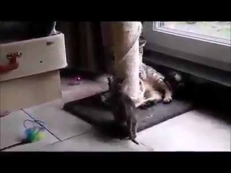 Kattenpraat