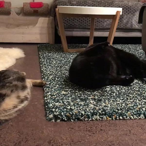 Kattenpraat