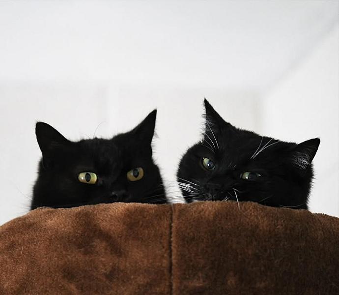 Kattenpraat