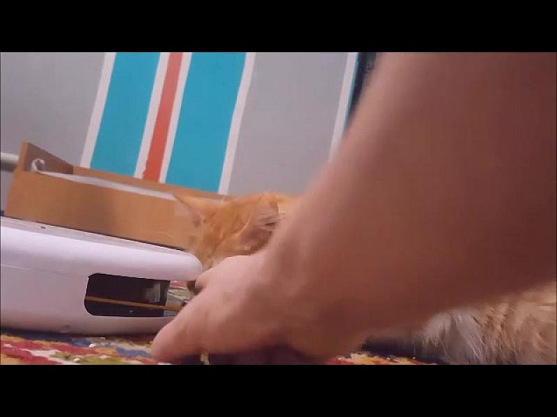 Kattenpraat