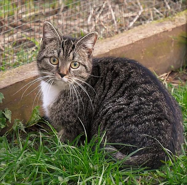 Kattenpraat