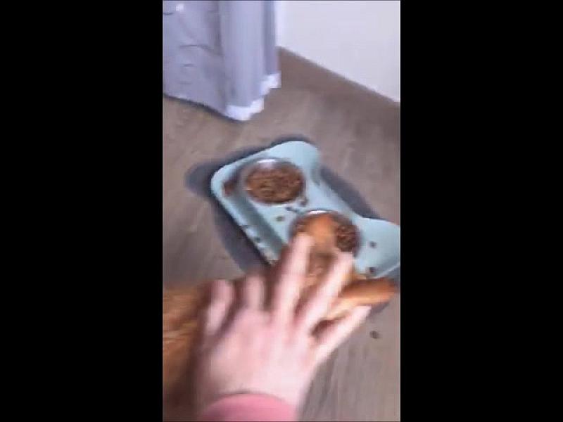 Kattenpraat