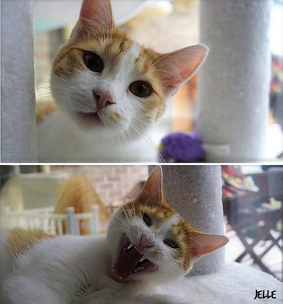 Kattenpraat