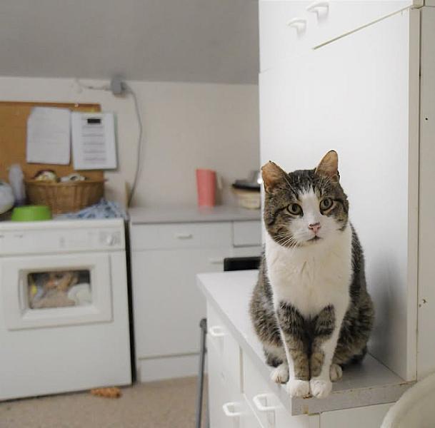 Kattenpraat