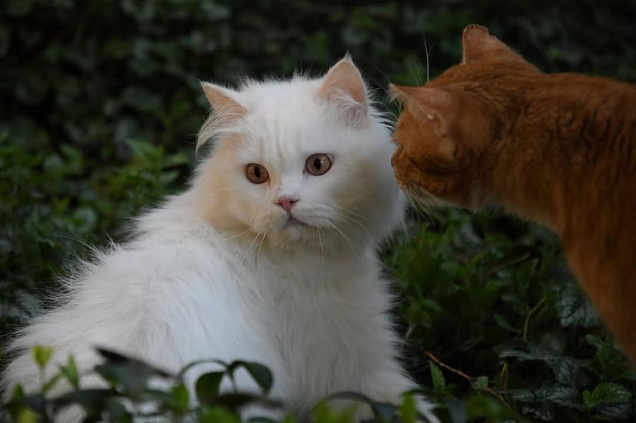 Kattenpraat