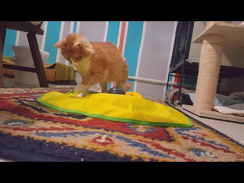 Kattenpraat