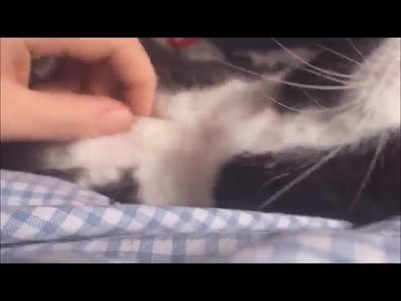 Kattenpraat