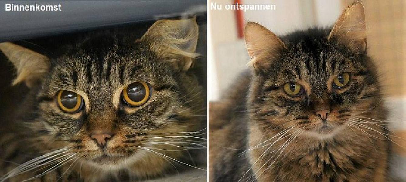 Kattenpraat