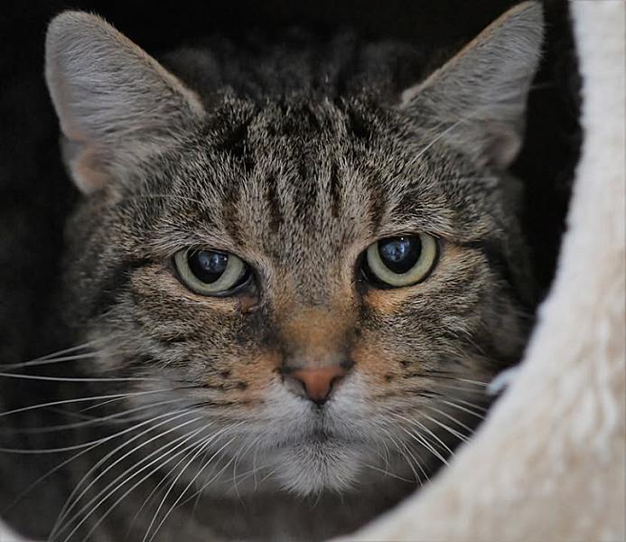 Kattenpraat