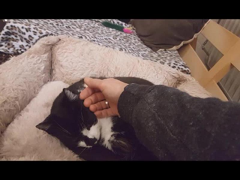 Kattenpraat