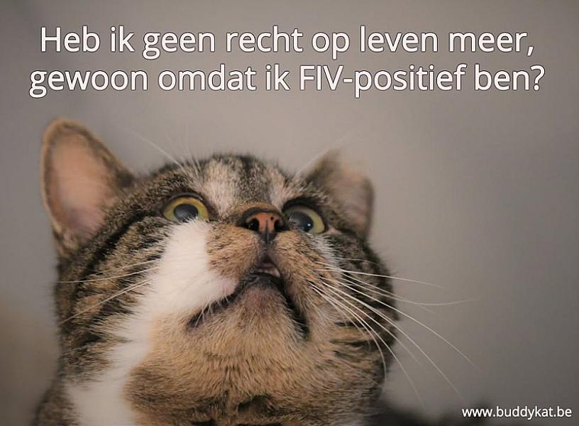 Kattenpraat