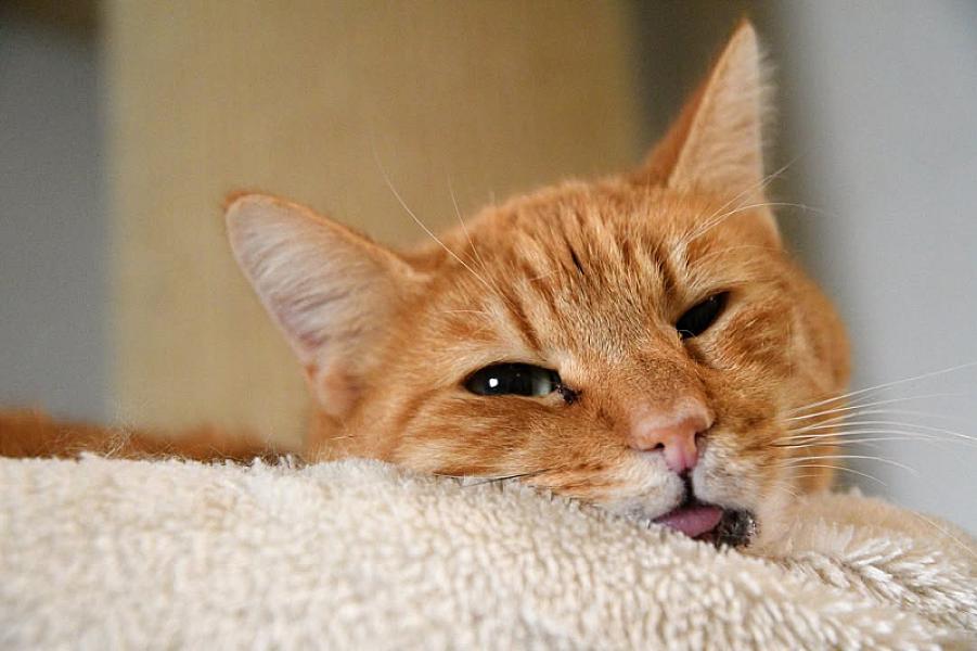 Kattenpraat