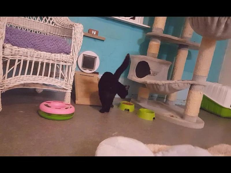 Kattenpraat