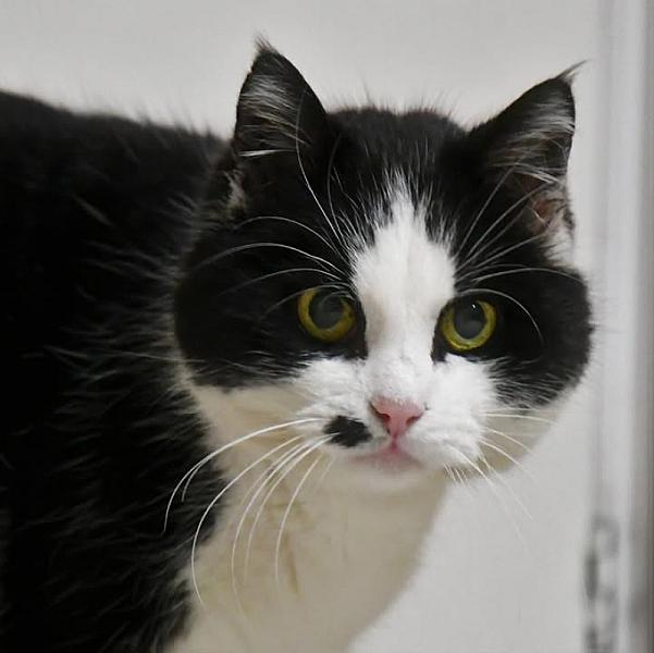 Kattenpraat