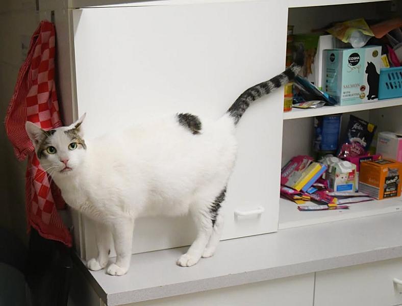Kattenpraat