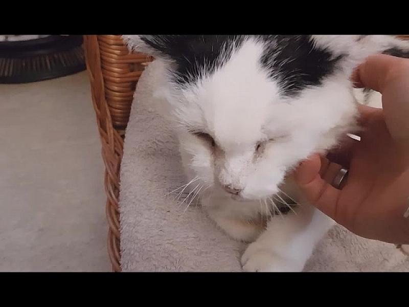 Kattenpraat