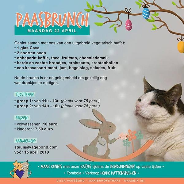 Kattenpraat