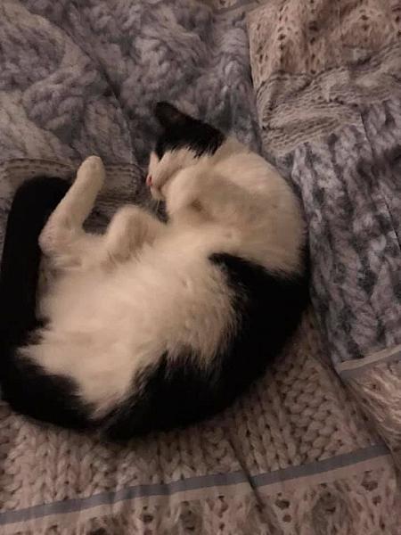 Kattenpraat