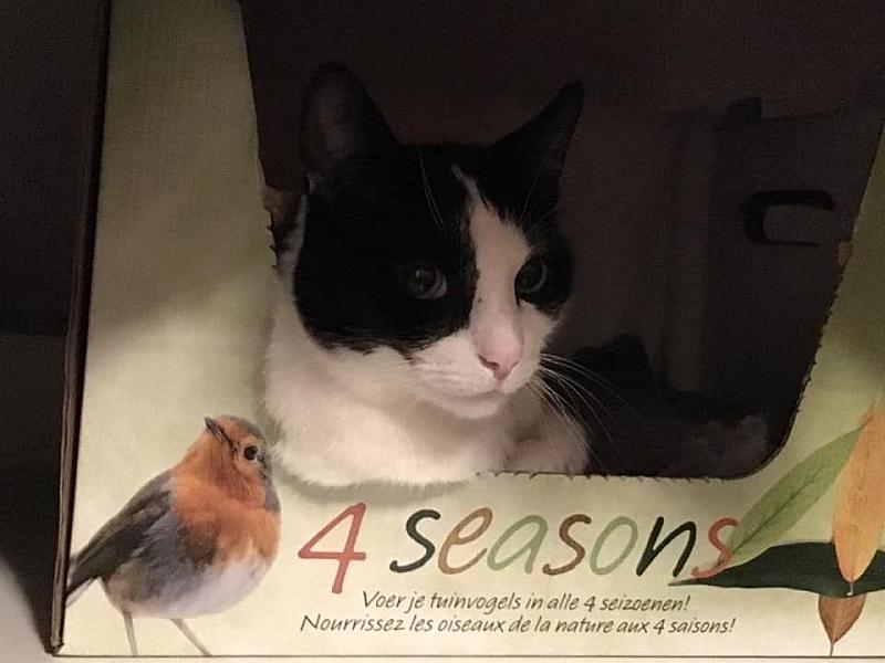 Kattenpraat