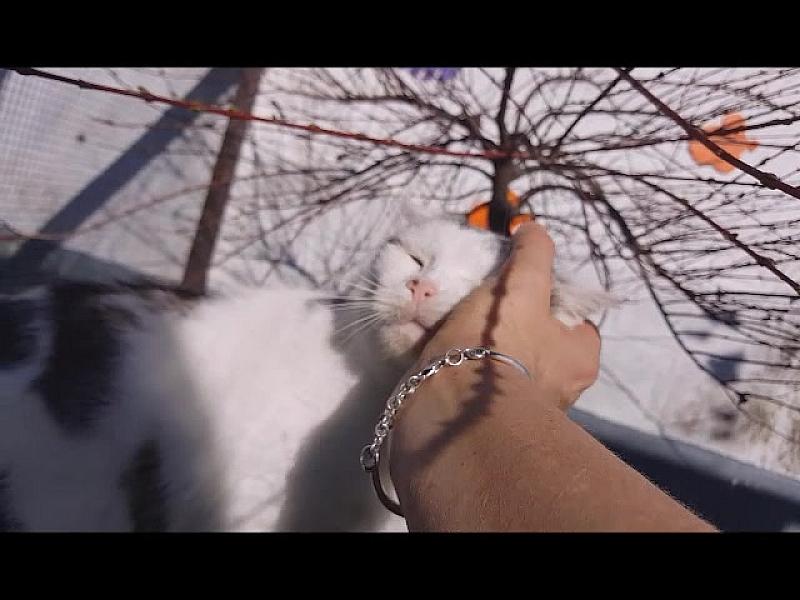 Kattenpraat