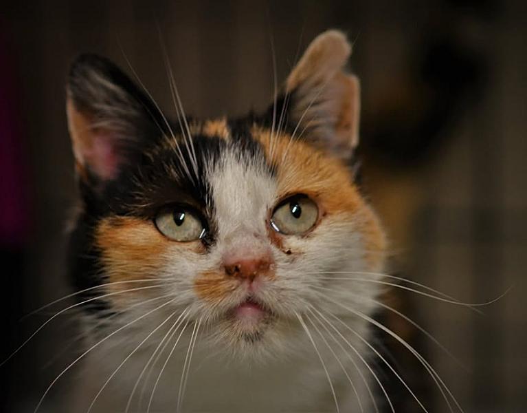 Kattenpraat