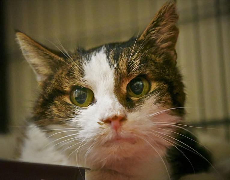 Kattenpraat