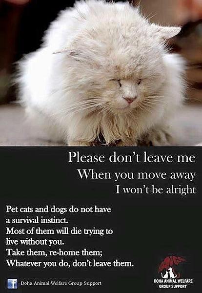 Kattenpraat