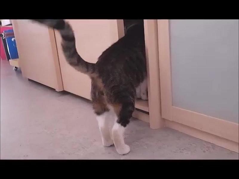 Kattenpraat