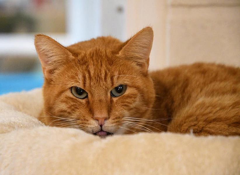 Kattenpraat