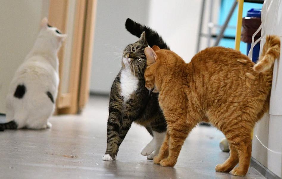 Kattenpraat