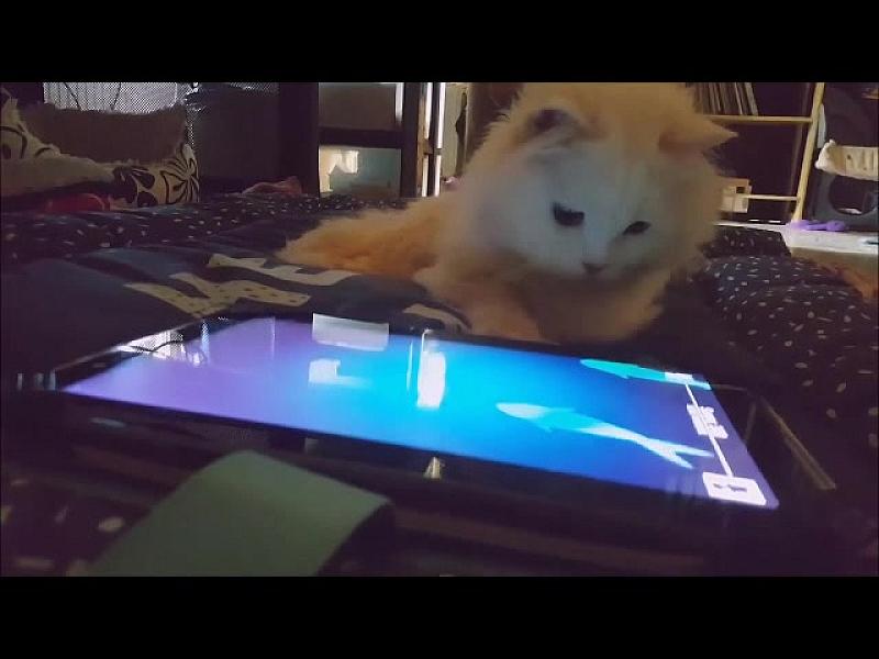 Kattenpraat