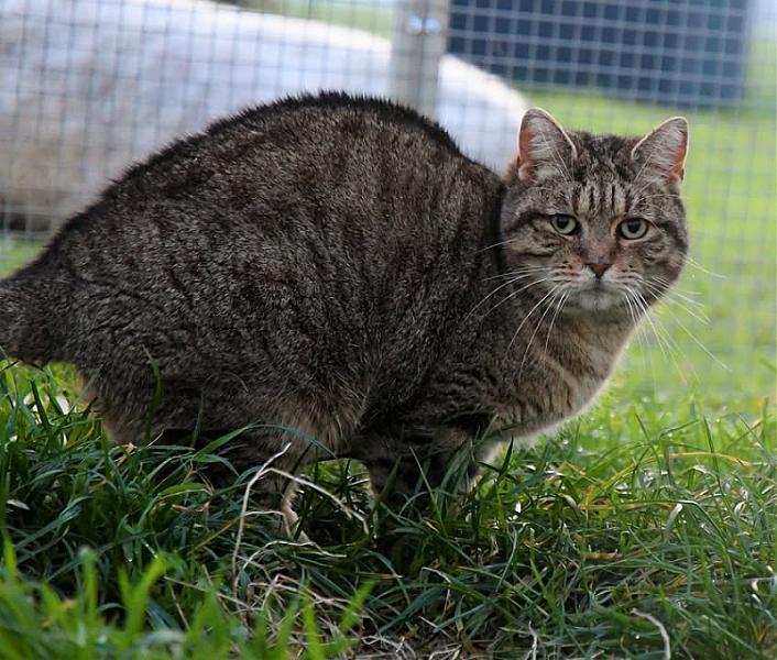 Kattenpraat
