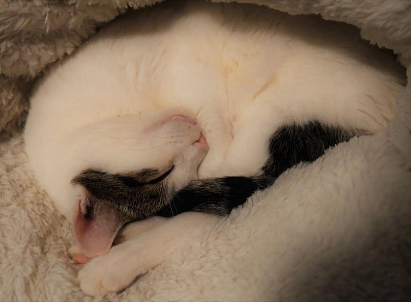 Kattenpraat