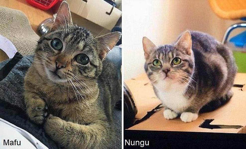 Kattenpraat