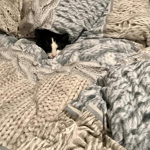 Kattenpraat