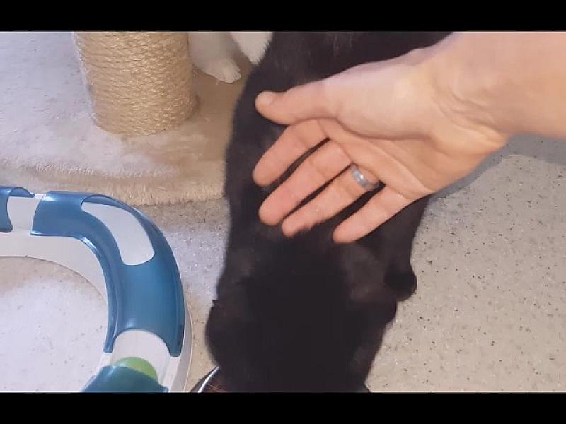 Kattenpraat