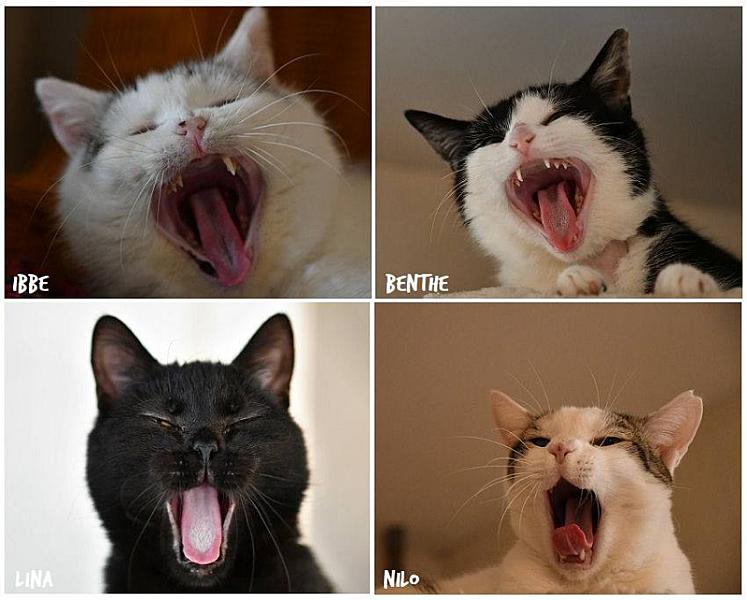Kattenpraat