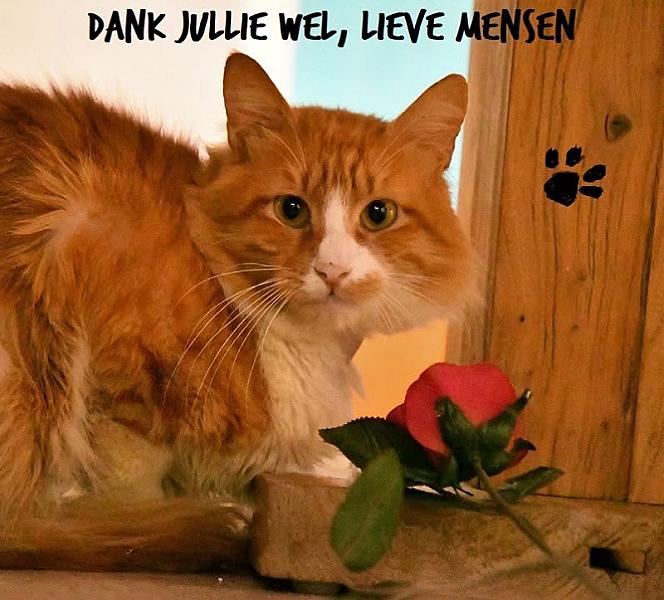 Kattenpraat