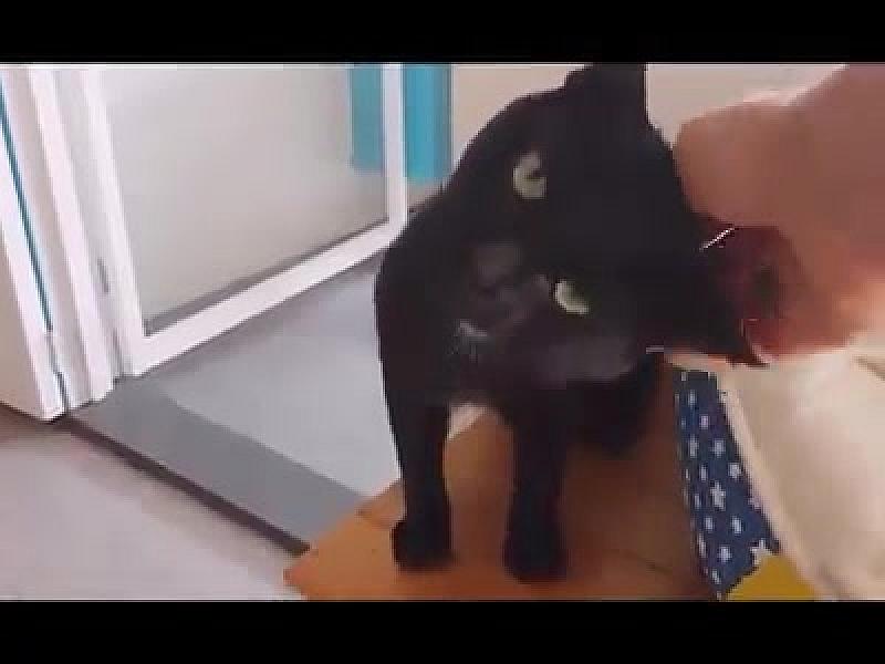 Kattenpraat