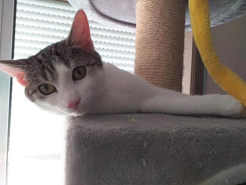 Kattenpraat