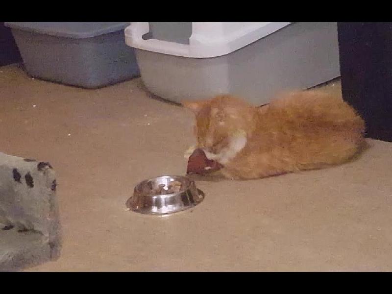 Kattenpraat