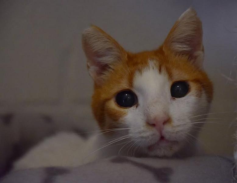 Kattenpraat